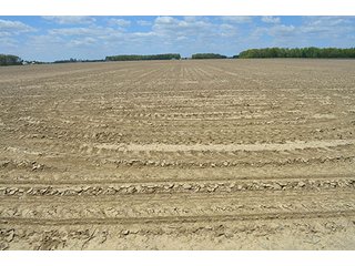 Property photo 10 - 77.4 Productive, Tillable Acres Land Auction